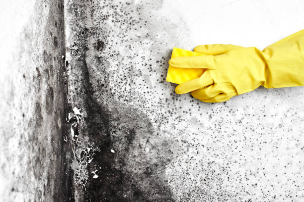 Best Mold Cleaning Services  in Howell, MI