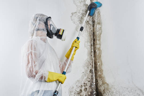 Reliable Howell, MI Mold Removal Solutions