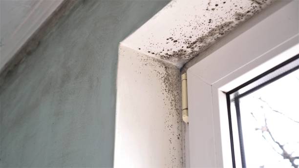 Best Fast Mold Removal  in Howell, MI