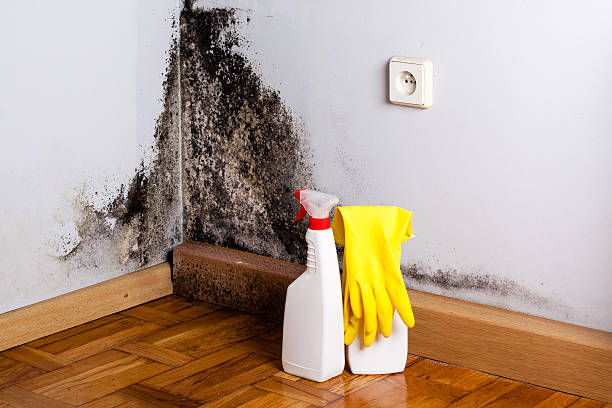 Best Mold Removal and Inspection  in Howell, MI