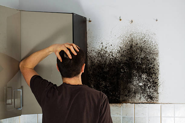 Best Toxic Mold Removal  in Howell, MI