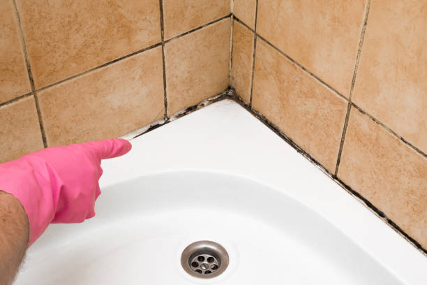 Best Residential Mold Removal  in Howell, MI